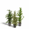 Ficus Benjamina Danielle & Ficus Benjamina Twilight & Ficus Microcarpa Moclame