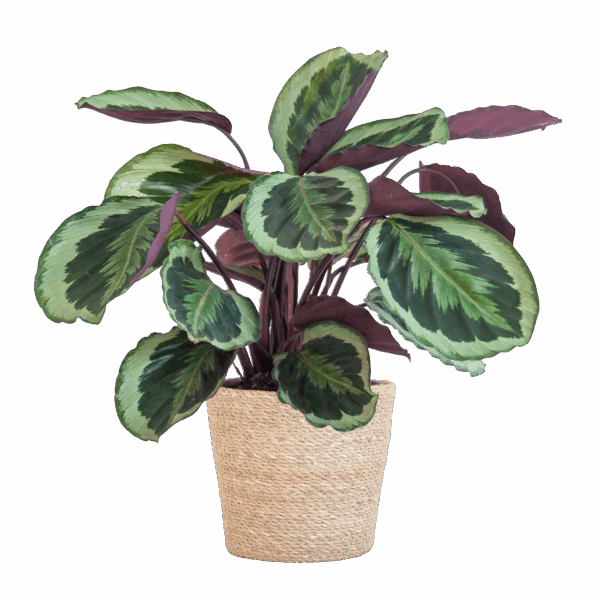 8b28a15d64a2435da61d5c5f94baacb528c0c319dd93461890653c463ac8e660.png Calathea Medaillon mit Sofia-Korb natur