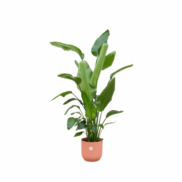 8d17d229e8824dc298ef0072b5160130f86631cf208c49499dbbd89871d3883f.png Strelitzia Nicolai inklusive elho Vibes Fold Round rosa
