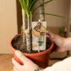 Dracaena mit Korb