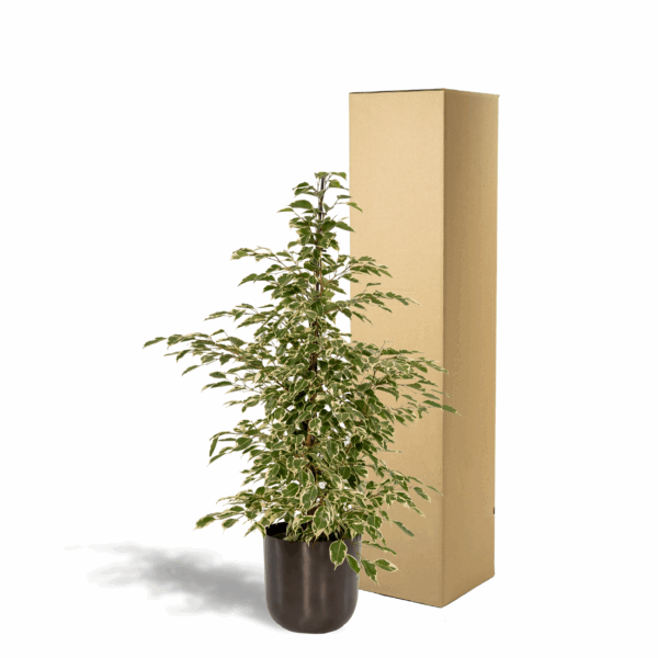 908ddbad65c44ecd95b7e93e3143f4b4f804fad8bcb14b319b2ba0833a9e737b.png Ficus Benjamina Twilight mit Topf Mayk Lead