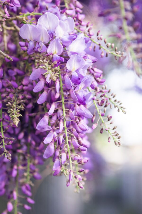 9099178f6a6c438f878fae80fefaa094a936814353374eca805d845548ee60c1.jpg Wisteria floribunda 'Naga Noda'