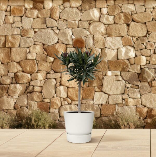 923265e7530547a3bc335d07ccd0c44584bc75add60a413f8fb9d6a7c0610799.jpg Nerium Oleander am Stiel mit Weiße bloem