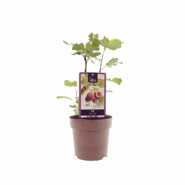 9298080d4f9b4bfbb5a10f351965ceb1753464d889bd472595d21bb75fb4b35e.png Ficus Brown Turkey - Feigenpflanze