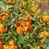 Pyracantha coccinea mix | 3 Stücke
