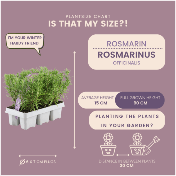 9aa82813c9ad400c91ba5a4bb1d27fbcf256e7d8d7194cc19d3be56fef609fde.png Rosmarinus officinalis | 72 Stücke | Rosmarin