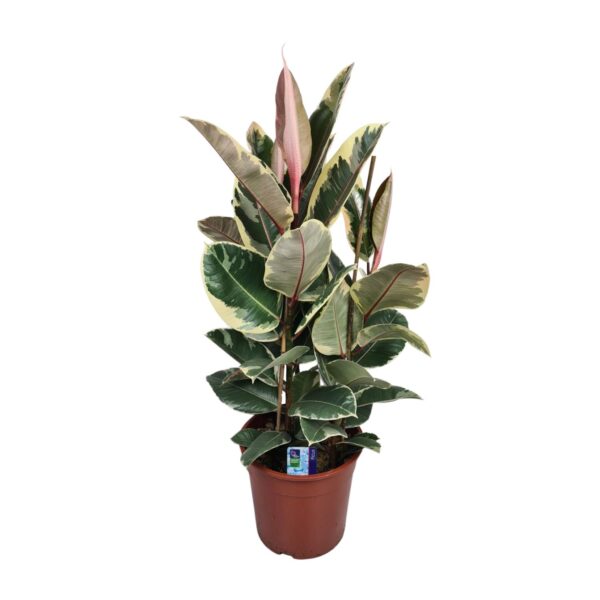 9ca532deff6445219f904d55a1f71f82775828a11bfa45ce993a3a1d61f4ee0b.jpg Ficus Elastica Tineke