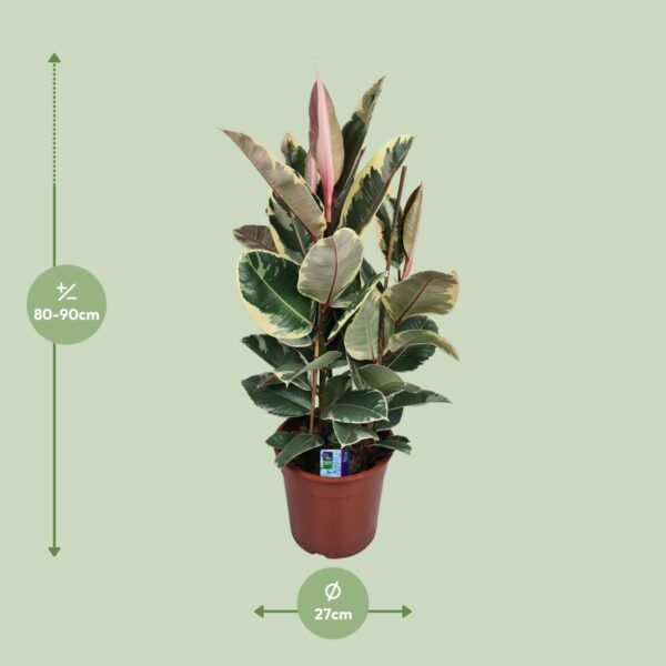 9f32ef918bba44169fbe71ad47d9f0248d6769f4ca5743b6a7e031b8f759b1bb.jpg Ficus Elastica Tineke