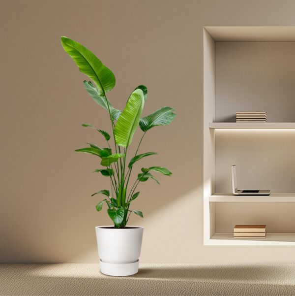 a1844e64cb174cd6837a19071a3029c17a750ee2974a406fa028823c7ef2673b.jpg Strelitzia Nicolai