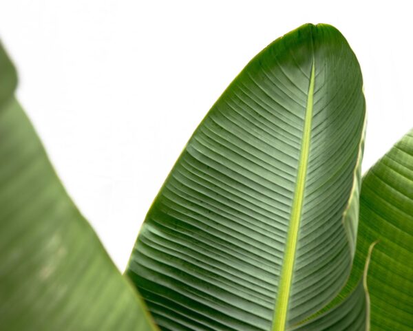 a62d854cfae04d3fb286805f15f7884f3e21bf3d4c964e83b696482f3be8869b.jpg Strelitzia Augusta XXL