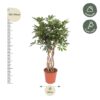 Schefflera Arboricola Compacta geflochten Stamm