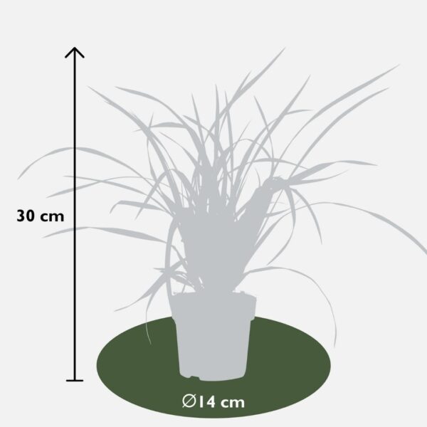 b0e0e04a76b2401bad5aefa8adead7742ebcdbf6be3a4f58a359050884c258e6.jpg Carex morrowi 'Irish Green' | 6 Stücke