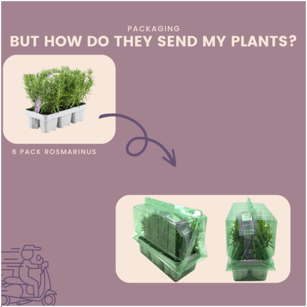 bfedd1b4a2bd47d49bcb9fee7dcd82577d0fcaf1fff6458b92935c4b1f1ceb2d.png Rosmarinus officinalis | 72 Stücke | Rosmarin