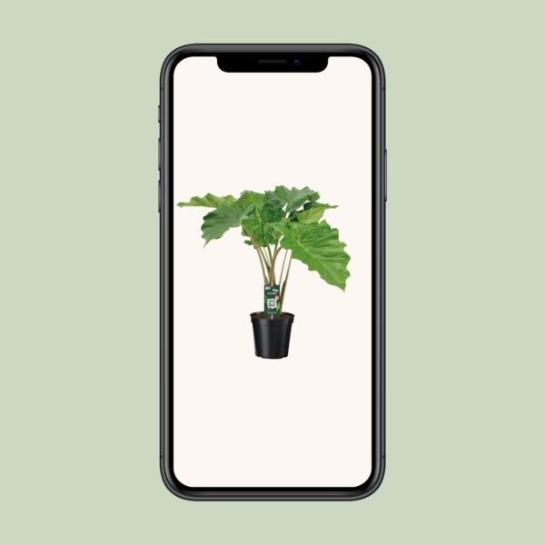 Alocasia Portodora