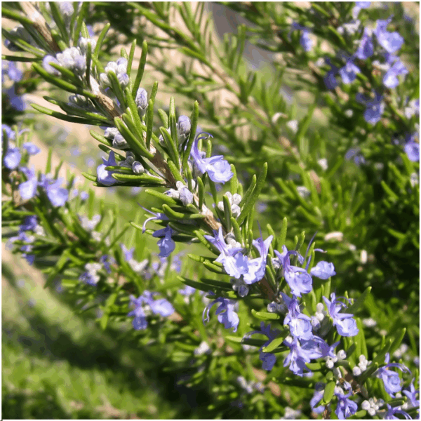 d7bb610d86214ebfb73db69eb0419fad71fb24a4f79f428ab0f209e87f5d69ed.png Rosmarinus officinalis | 72 Stücke | Rosmarin