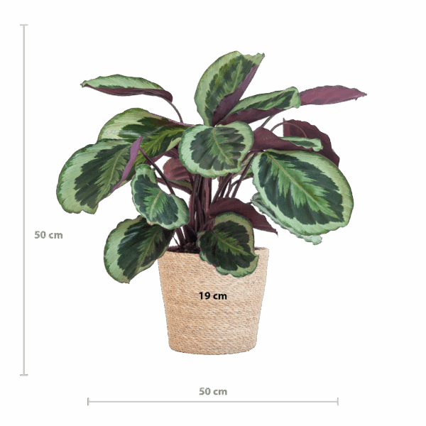 d80f62eed86a496399bbe43469281a41f3dd2aa956f84a52bc4a5f5f7552f809.png Calathea Medaillon mit Sofia-Korb natur