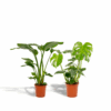 Strelitzia Nicolai & Monstera Deliciosa | 2 Stk.