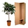 Ficus Elastica Robusta auf Stamm