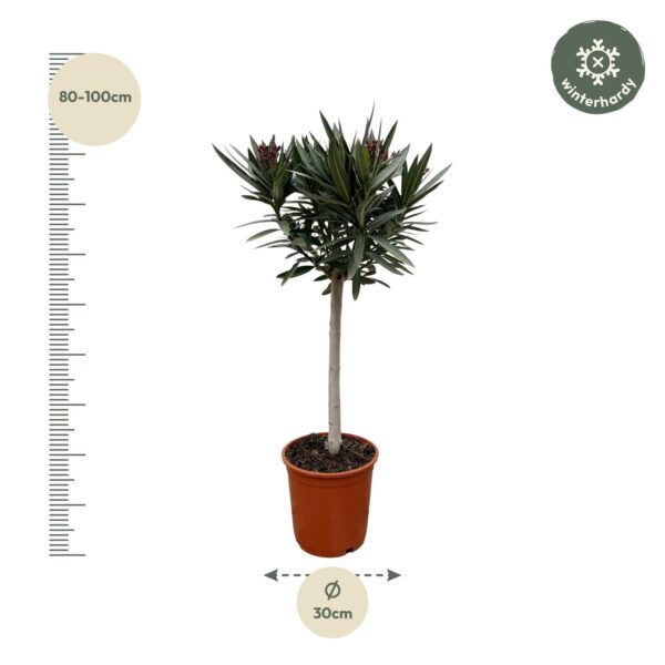 dcb1fb62cac04fbe9aeb937be4e3eb45815a7bb63f9943db8f8cdafa22ae67eb.jpg Nerium Oleander am Stiel mit Weiße bloem