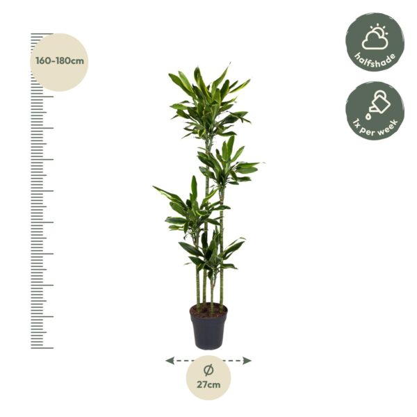 e15d52e850f74a43a34c60394c273854b8086f4fbf57499baae21de6d5e88b1b.jpg Dracaena Golden Coast