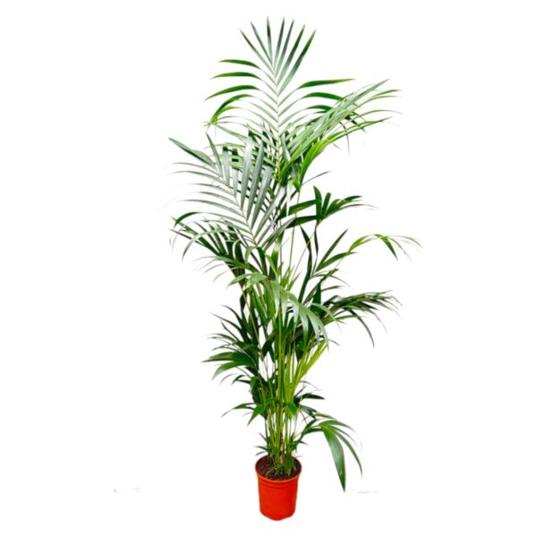 e1d7287a2e1143cb80f65cb2fa0d7e9359079b95047b425988b8acf30364bb26.jpg Kentia Palme