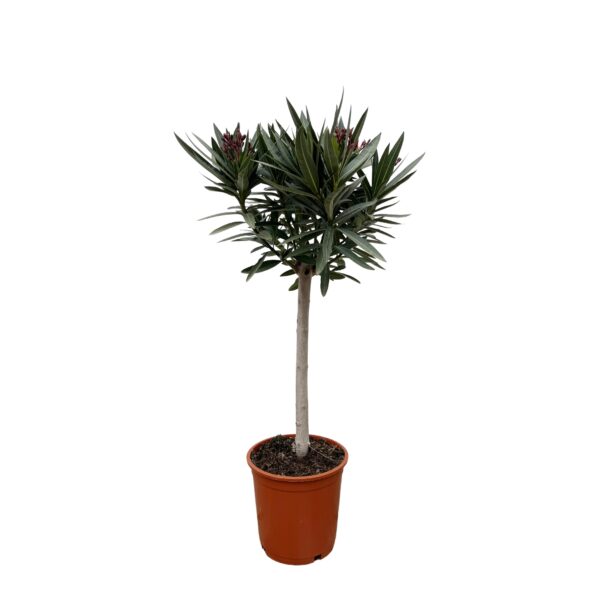 e57873c39f1a43c0b835da9b3464b80400d7219e3c3146f2b4d1faf0459faf5f.jpg Nerium Oleander am Stiel mit Weiße bloem