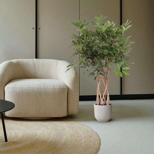 e7974d88bc7441a3bba0b93eb9c62b049c4ffba392a24cb1b4ec35e752ec6ecf.jpg Schefflera Arboricola Compacta geflochten Stamm