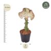 Euphorbia lactea Cristata Rot