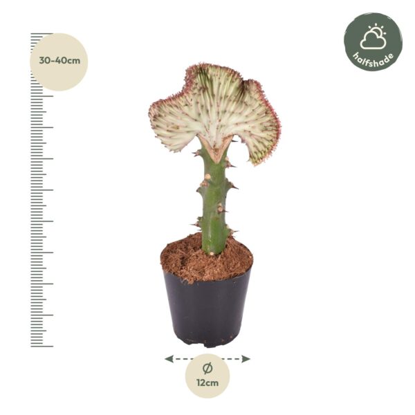 ed56a445ad5d466db1fbe98c8932816cabbe733315ac4550a7659e7f007f9c1f.jpg Euphorbia lactea Cristata Rot