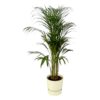 Areca-Palme einschließlich elho Greenville Rund weiß