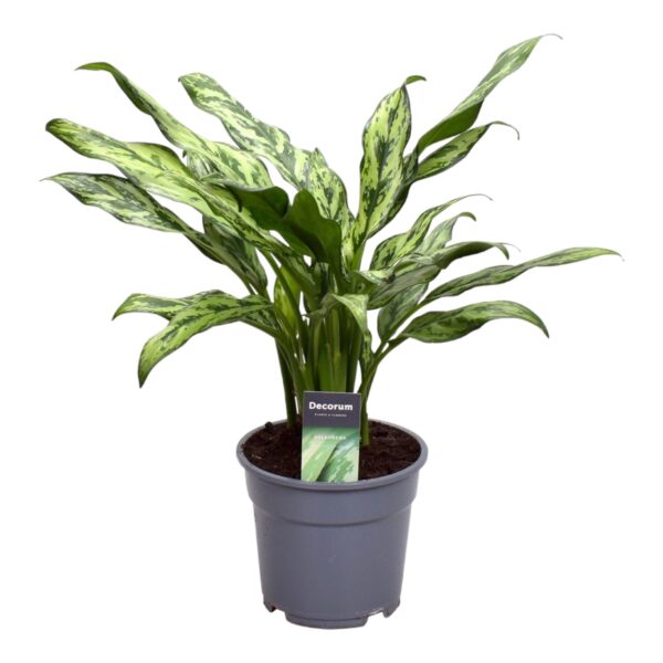 f62573816ac842ffb3a9a2cb7cd76d582c027d14aa0847ee8faee8583d906557.jpg Aglaonema Juliette