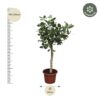 Ficus Benghalensis baum