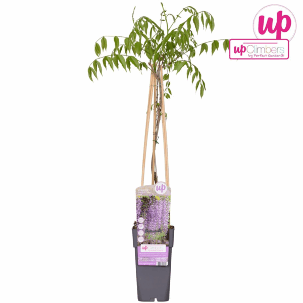 fbe3bc56ea5e4c3799b59bc659eadb65f1a923ebbf4142b2931fd685bec0f2f7.png Wisteria floribunda 'Naga Noda'