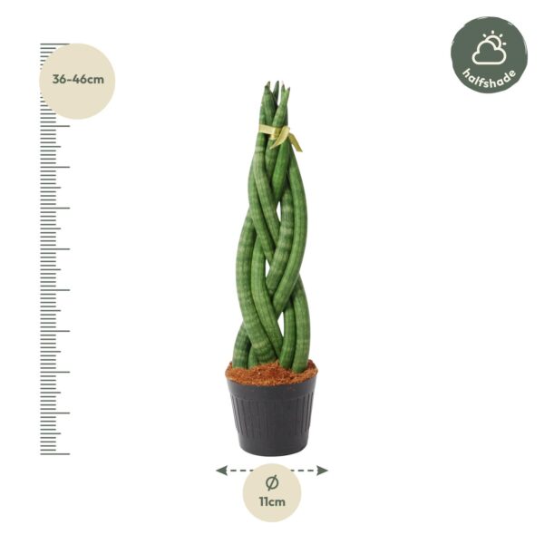 fee35d1e17624313813b9ec529ef25abb39950a3cdb7404cbf6ee7ca34555315.jpg Sansevieria cylindrica 'Twist'