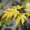Terrassenpflanze - Japanischer Ahorn - Acer palmatum Orange Dream - Orange - 1 Pflanze - Laubabwerfend