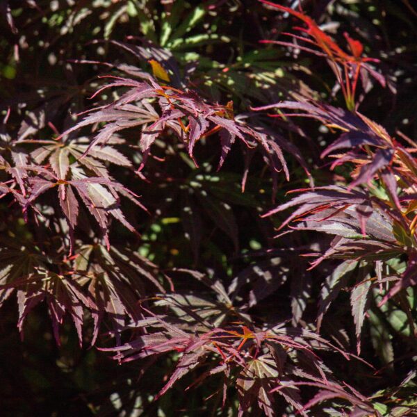 41007d50f96c4678a78cb47616fe6eb8031c0d1d3fb84075b9e880eca0ae6e90.jpg Terrassenpflanze - Japanischer Ahorn - Acer palmatum Trompenburg -Dunkellila - 2 Pflanzen - Laubabwerfend