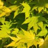 Terrassenpflanze - Japanischer Ahorn - Acer palmatum Jordan - Gelb - 2 Pflanzen - Laubabwerfend