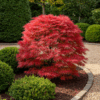 Terrassenpflanze - Japanischer Ahorn - Acer palmatum Shaina - Rot - 2 Pflanzen - Laubabwerfend