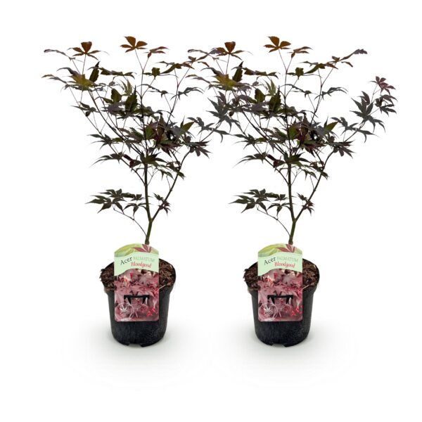 Terrassenpflanze - Japanischer Ahorn - Acer palmatum Sangokaku - Grün - 2 Pflanzen - Laubabwerfend