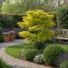 Terrassenpflanze - Japanischer Ahorn - Acer palmatum Jordan - Gelb - 2 Pflanzen - Laubabwerfend