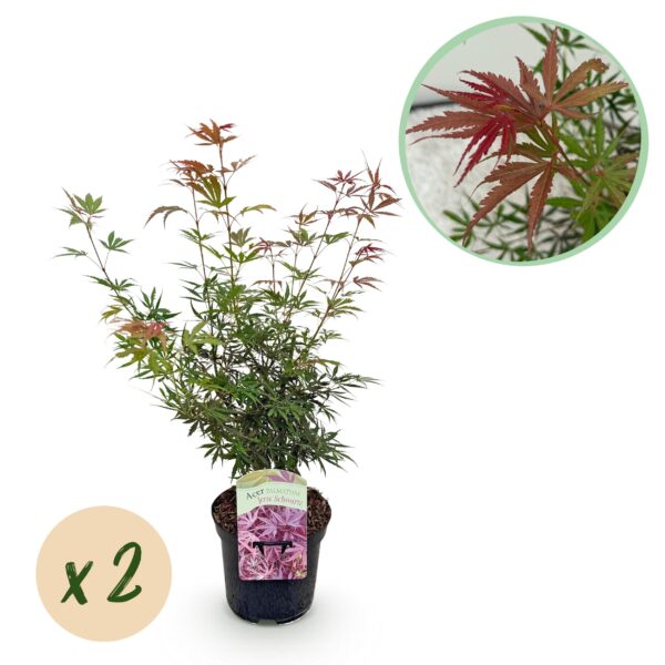 65672b4a383043feb2b7fd95e2bccec013aff76b5d354f62b4712a2111526911.jpg Terrassenpflanze - Japanischer Ahorn - Acer palmatum Jerre Swarts - Dunkelrot - 2 Pflanzen - Laubabwerfend