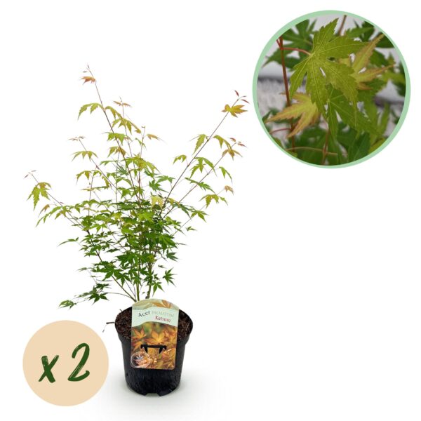 69f56a4302774f62b5633eb048e9c4bbd4d2c3b2fdb84b1584119778a2be3b17.jpg Terrassenpflanze - Japanischer Ahorn - Acer palmatum Katsura - Orange - 2 Pflanzen - Laubabwerfend