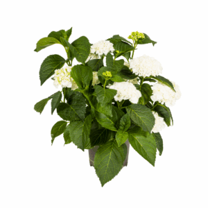 Hortensie - Hydrangea Macrophylla - weiße Blüten