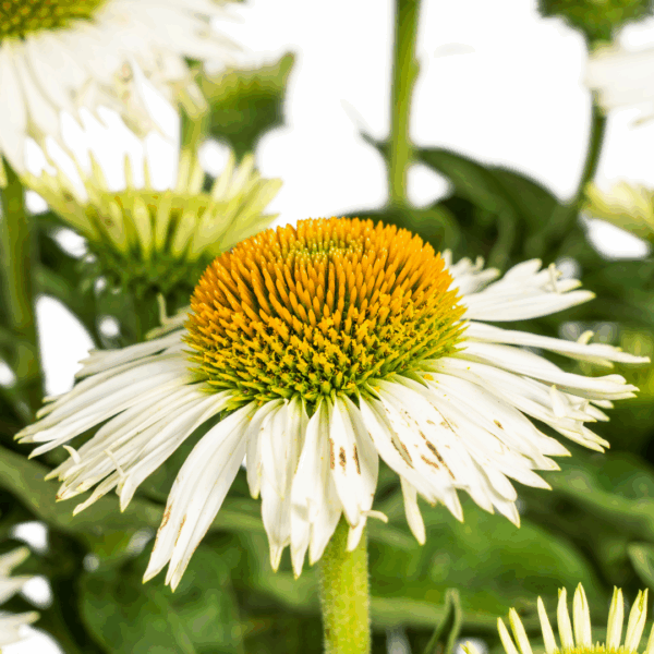 6bce3544c7a44f4792f1f664e363e62cc2f696246c1d46b1ad19697ea633c325.png Echinacea Purpurea - weiße Blüten