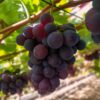 Obstpflanze - Lila Traube - Vitis vinifera Vanessa - Kernlos - 2 Pflanzen