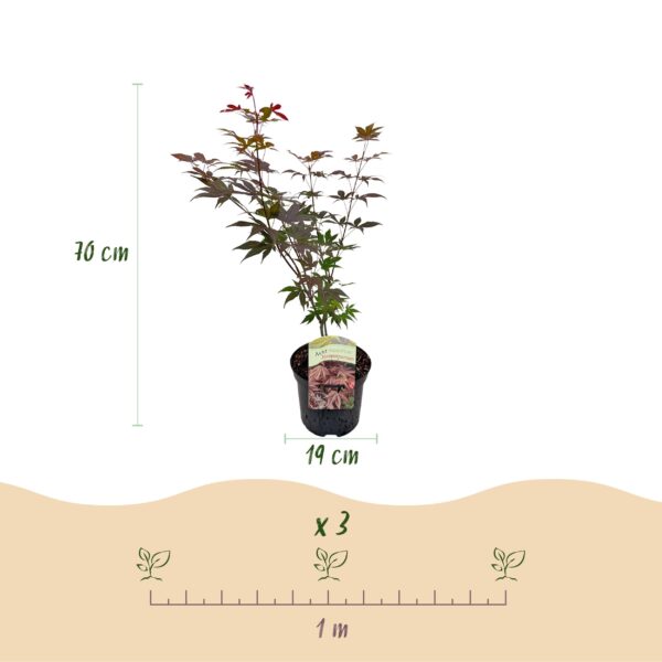 aaf36f74df5f4ef88f713b2afb32533223ddb715d3e740268d431cc1971912a2.jpg Terrassenpflanze - Japanischer Ahorn - Acer palmatum Atropurpureum - Lila - 2 Pflanzen - Laubabwerfend