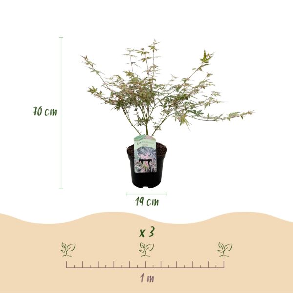 b7aaf5e797084febab947bb0611aa8f98e003559f0474493b97a5b803177a55f.jpg Terrassenpflanze - Japanischer Ahorn - Acer palmatum Iyoshi - Rosa - 1 Pflanze - Laubabwerfend