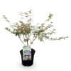 Terrassenpflanze - Japanischer Ahorn - Acer palmatum Iyoshi - Rosa - 1 Pflanze - Laubabwerfend