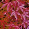Terrassenpflanze - Japanischer Ahorn - Acer palmatum Pink Dwarf - Pink - 2 Pflanzen - Laubabwerfend