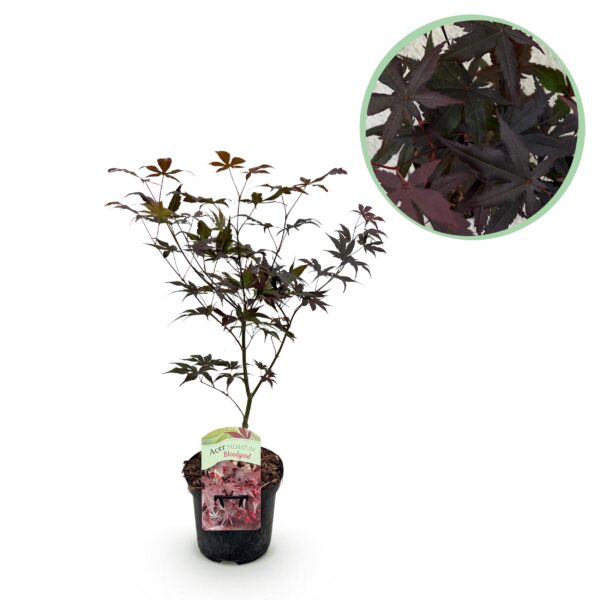 ed1ba0f26efb4b3b8678ca4df952bfd797d6eac391d84c88913c57b6134d49a3.jpg Terrassenpflanze - Japanischer Ahorn - Acer palmatum Sangokaku - Grün - 1 Pflanze - Laubabwerfend